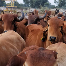 Cow Service